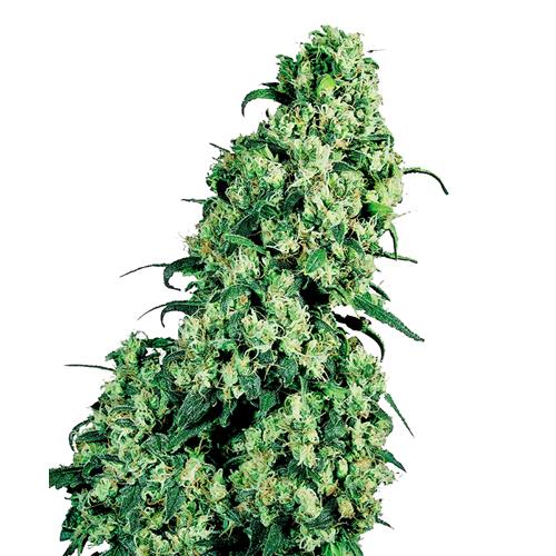 SENSI SEEDS - SKUNK#1 FEMMINIZZATA - 5 SEMI