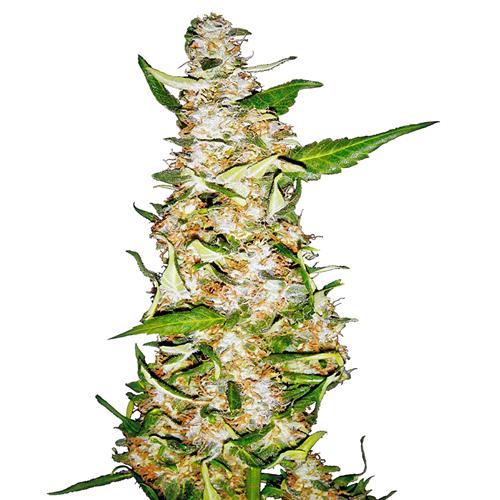 SENSI SEEDS - SKUNK #1 AUTOMATICA - 5 SEMI