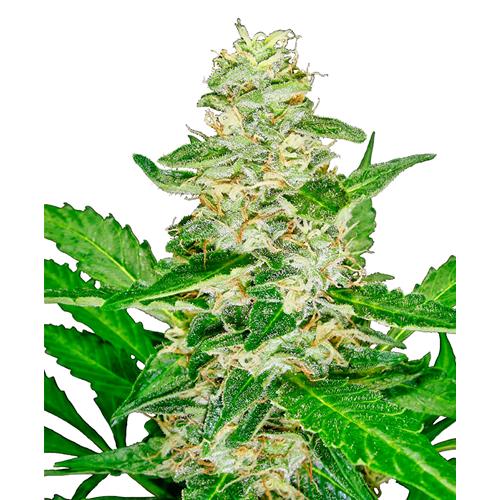 SENSI SEEDS - SUPER SKUNK AUTOMATICA - 3 SEMI