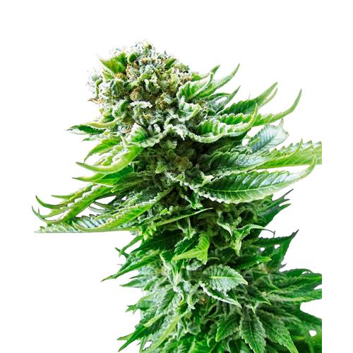 SENSI SEEDS - NORTHERN LIGHTS AUTOMATICA - 5 SEMI