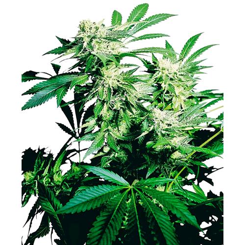 FINO A ESAURIMENTO SCORTE SENSI SEEDS - SKUNK KUSH FEMMINIZZATA - 3 SEMI