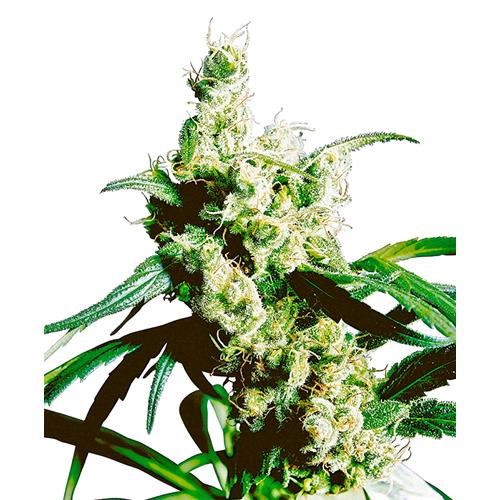 SENSI SEEDS - SILVER HAZE REGOLARE - 10 SEMI