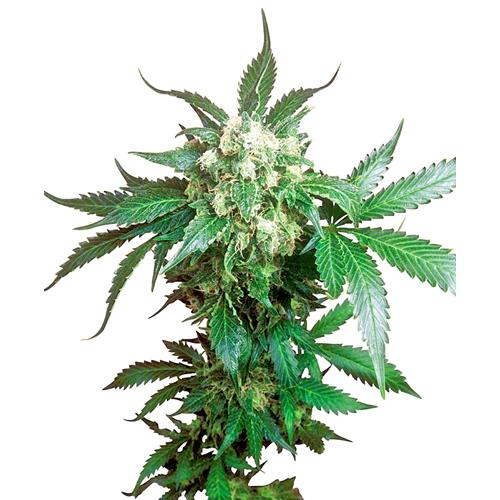 SENSI SEEDS - BLACK DOMINA REGOLARE - 10 SEMI