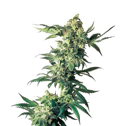 SENSI SEEDS - NORTHERN LIGHTS FEMMINIZZATA - 10 SEMI
