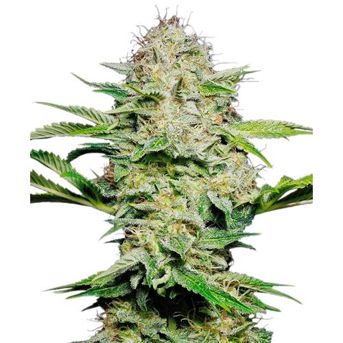 SENSI SEEDS - SENSI SKUNK AUTOMATICA - 5 SEMI