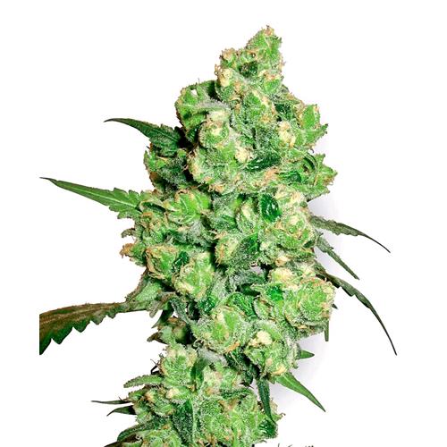 SENSI SEEDS - ED ROSENTHAL SUPER BUD REGOLARE - 10 SEMI