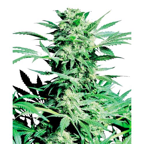 SENSI SEEDS - SHIVA SKUNK REGOLARI - 10 SEMI