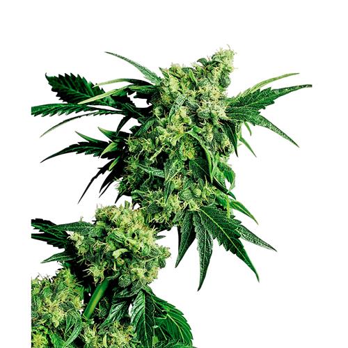 SENSI SEEDS - MR.NICE G13 X HASH PLANT REGULARE - 10 SEMI