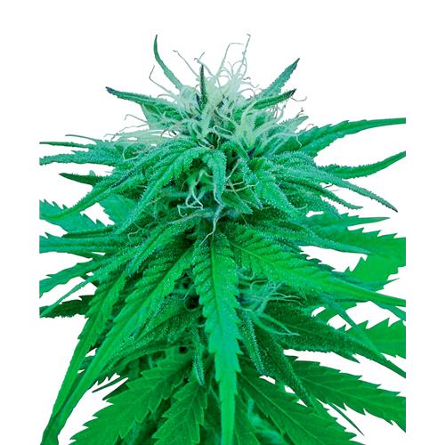 SENSI SEEDS - RUDERALIS INDICA REGOLARE - 10 SEMI