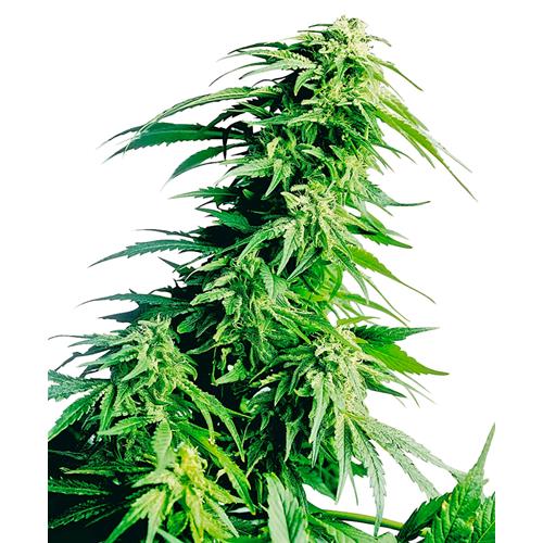 SENSI SEEDS - HINDU KUSH FEMMINIZZATA - 5 SEMI