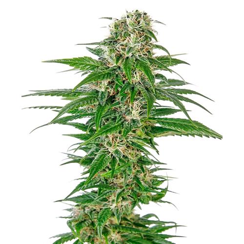 SENSI SEEDS - EARLY SKUNK AUTOMATICA - REDUX SERIES - 3 SEMI