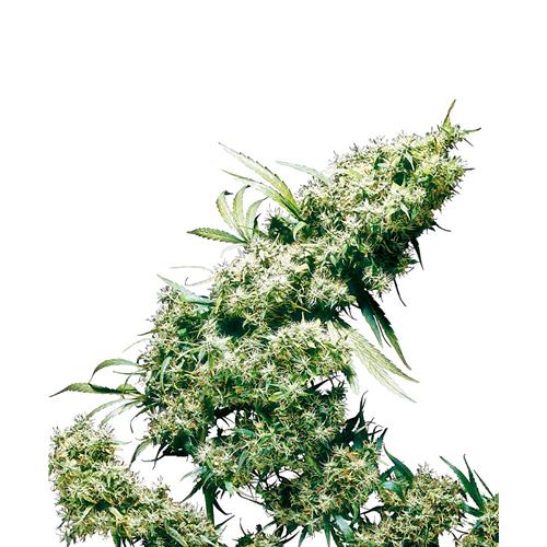 SENSI SEEDS - JAMAICAN PEARL FEMMINIZZATA - REDUX SERIES - 3 SEMI