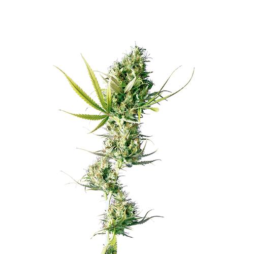 SENSI SEEDS - DURBAN FEMMINIZZATA - REDUX SERIES - 10 SEMI