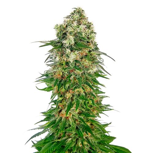 SENSI SEEDS - SHIVA SKUNK AUTOMATICA - REDUX SERIES - 3 SEMI
