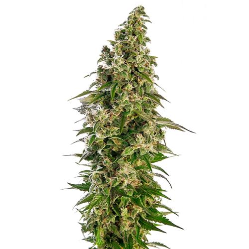 SENSI SEEDS - AFGHANI #1 AUTOMATICA - REDUX SERIES - 5 SEMI