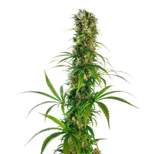 FINO A ESAURIMENTO SCORTE SENSI SEEDS - MICHKA FEMMINIZZATA LIMITED EDITION - 5 SEMI