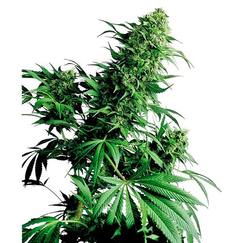 SENSI SEEDS - SHIVA SHANTI REGOLARE - 10 SEMI