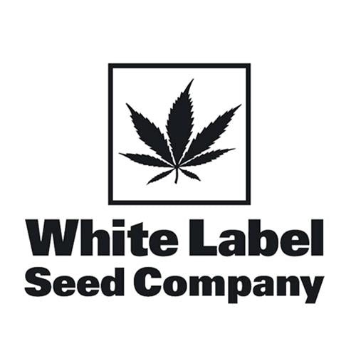 WHITE LABEL - MASTER KUSH AUTOMATICA - 10 SEMI