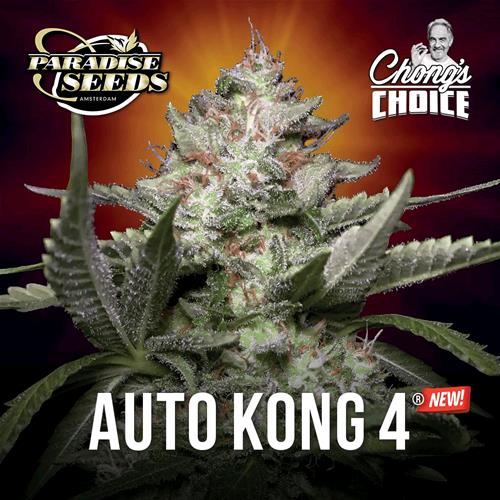 PARADISE SEEDS - AUTO KONG 4 - 50 SEMI