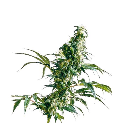 SENSI SEEDS - MEXICAN SATIVA FEMMINIZZATA - REDUX SERIES - 5 SEMI