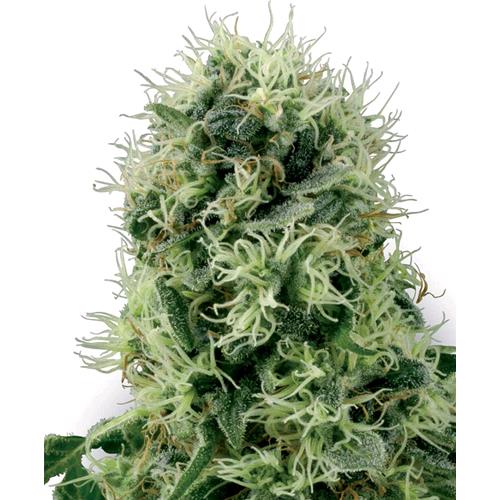 WHITE LABEL - PURE POWER PLANT FEM - 10 SEMI