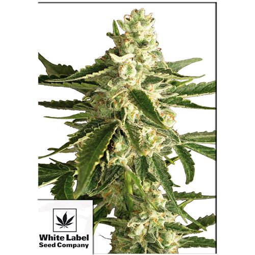 WHITE LABEL - WHITE DIESEL HAZE AUTOMATICA - 3 SEMI