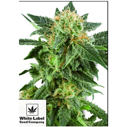 WHITE LABEL - SNOW RYDER AUTOMATICA - 3 SEMI
