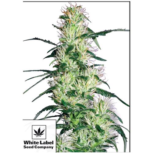 WHITE LABEL - PURPLE HAZE FEM - 5 SEMI