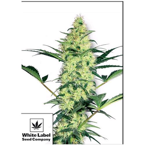 WHITE LABEL - WHITE DIESEL FEM - 3 SEMI