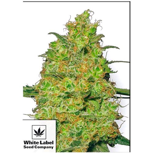 WHITE LABEL - MASTER KUSH FEMMINIZZATA - 10 SEMI
