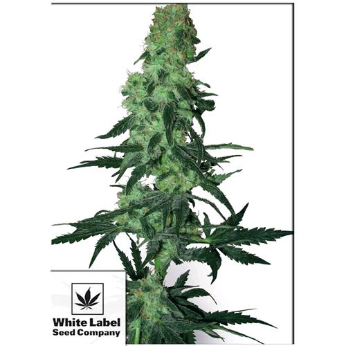 WHITE LABEL - AMNESIA WHITE REGOLARE - 10 SEMI