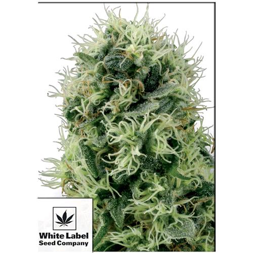 WHITE LABEL - POWER PLANT AUTOMATICA - 10 SEMI