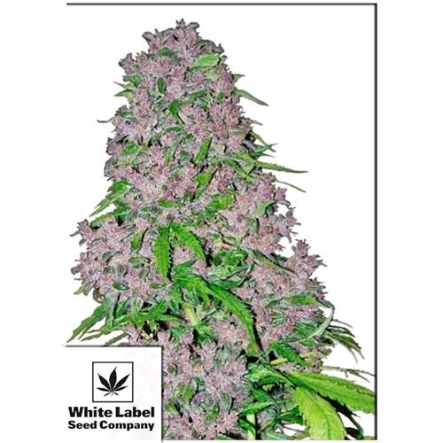 WHITE LABEL - PURPLE BUD FEMMINIZZATA - 3 SEMI