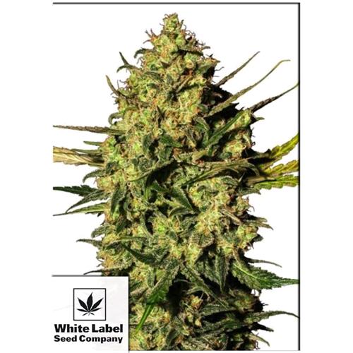 WHITE LABEL - MASTER KUSH AUTOMATICA - 3 SEMI