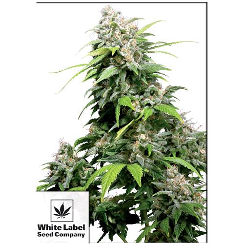 WHITE LABEL - CALIFORNIAN ORANGE BUD REGOLARE - 10 SEMI