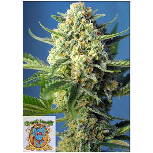 SWEET SEEDS - SAD SWEET AFGANI DELICIOUS AUTO - 5+2 SEMI