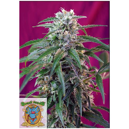 SWEET SEEDS - GREEN POISON AUTO - 5+2 SEMI