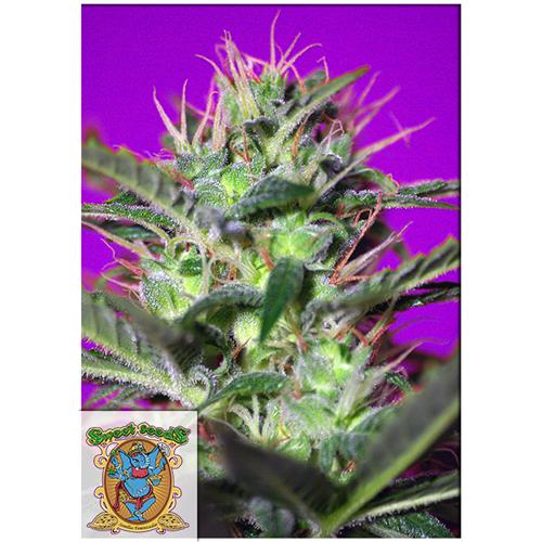 FINO A ESAURIMENTO SCORTE SWEET SEEDS - BOTAFUMEIROS FEM - 3+1 SEMI