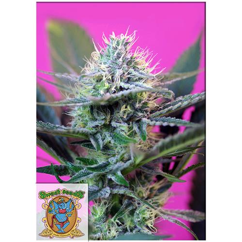 SWEET SEEDS - + SPEED AUTO - BULK 100 SEMI