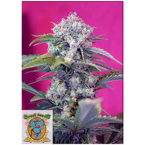 SWEET SEEDS - CREAM MANDARINE AUTO - BULK 25 SEMI