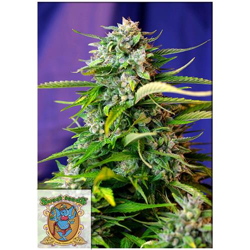 FINO A ESAURIMENTO SCORTE SWEET SEEDS - JACK 47 AUTO - BULK 25 SEMI