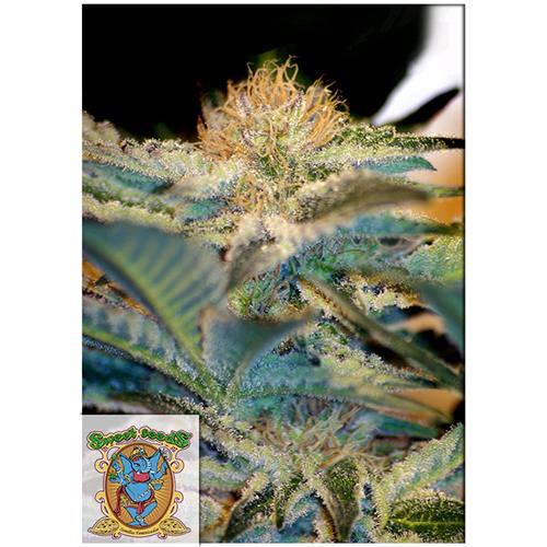 FUORI PRODUZIONE SWEET SEEDS - MOHAN RAM FEM - BULK 500 SEMI