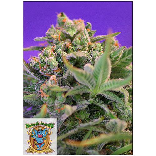 SWEET SEEDS - SWEET CHEESE FEM - 5+2 SEMI