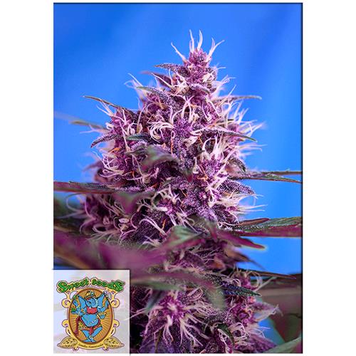 SWEET SEEDS - RED POISON AUTO - BULK 100 SEMI