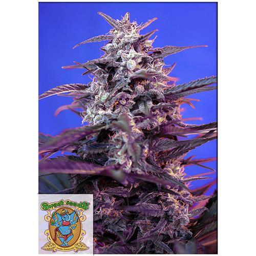 SWEET SEEDS - BLOODY SKUNK AUTO - 5+2 SEMI