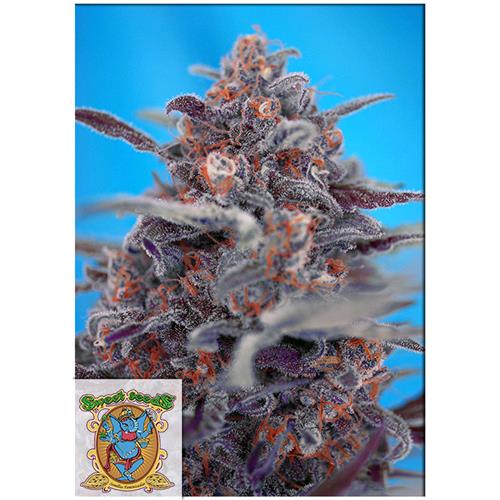 FINO A ESAURIMENTO SCORTE SWEET SEEDS - DEVIL CREAM AUTO - 5+2 SEMI
