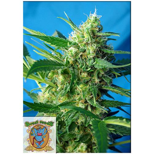 FUORI PRODUZIONE SWEET SEEDS - NYC DIESEL AUTO - BULK 100 SEMI