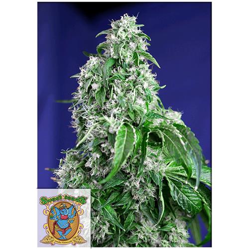 SWEET SEEDS - BIG DEVIL FEM - F1 FAST VERSION - 5+2 SEMI