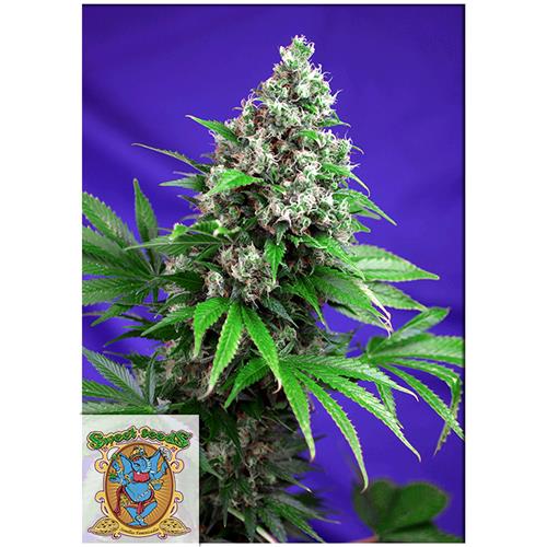 SWEET SEEDS - KILLER KUSH FEM - F1  FAST VERSION - 25 SEMI BULK