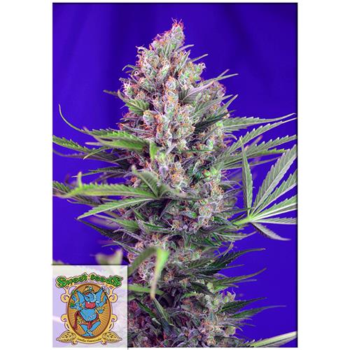 SWEET SEEDS - CREAM MANDARINE FEM - F1 FAST VERSION - 5+2 SEMI